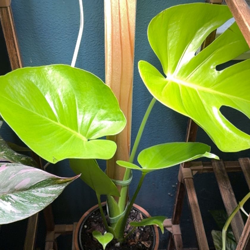 Photo of the plant species Lemon Lime Monstera by @FaultlessMayten named Sonora on Greg, the plant care app