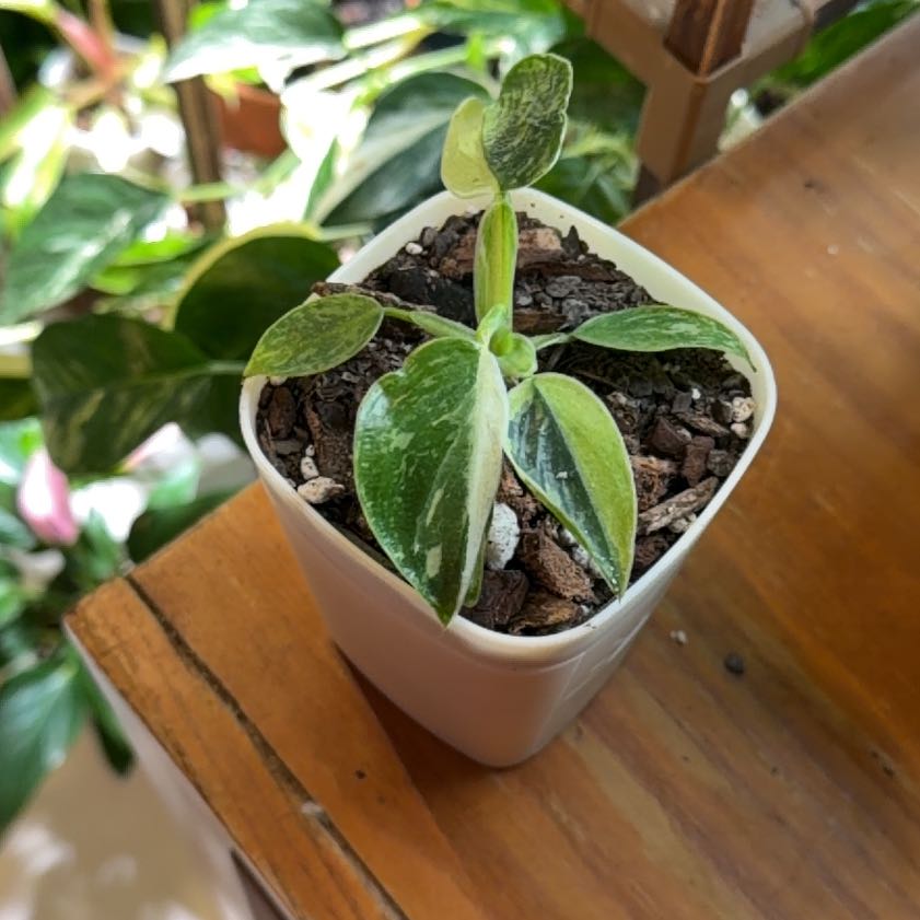 Photo of the plant species Philodenron Jose Buono by @FaultlessMayten named Osmo on Greg, the plant care app