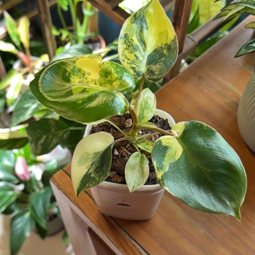 Photo of the plant species Burle Marx Variegata by @FaultlessMayten named Tupot amaroot on Greg, the plant care app