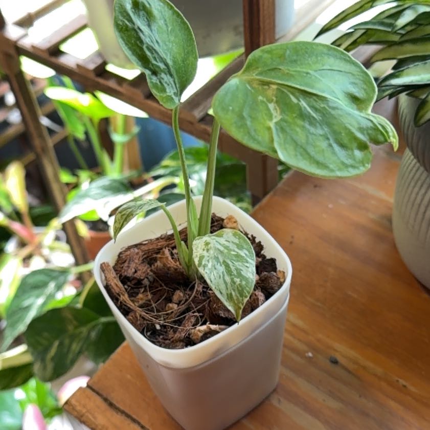 Photo of the plant species Monstera 'Bulbasaur' by @FaultlessMayten named Elle on Greg, the plant care app