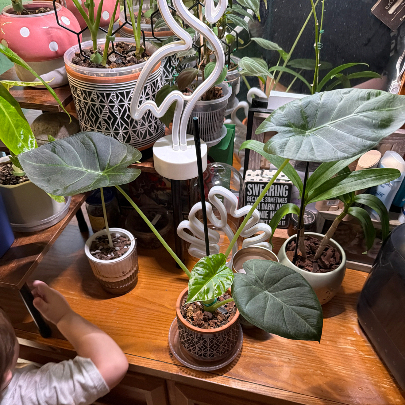Photo of the plant species Alocasia 'Regal Shield' (variegated form) by @FaultlessMayten named Maya on Greg, the plant care app