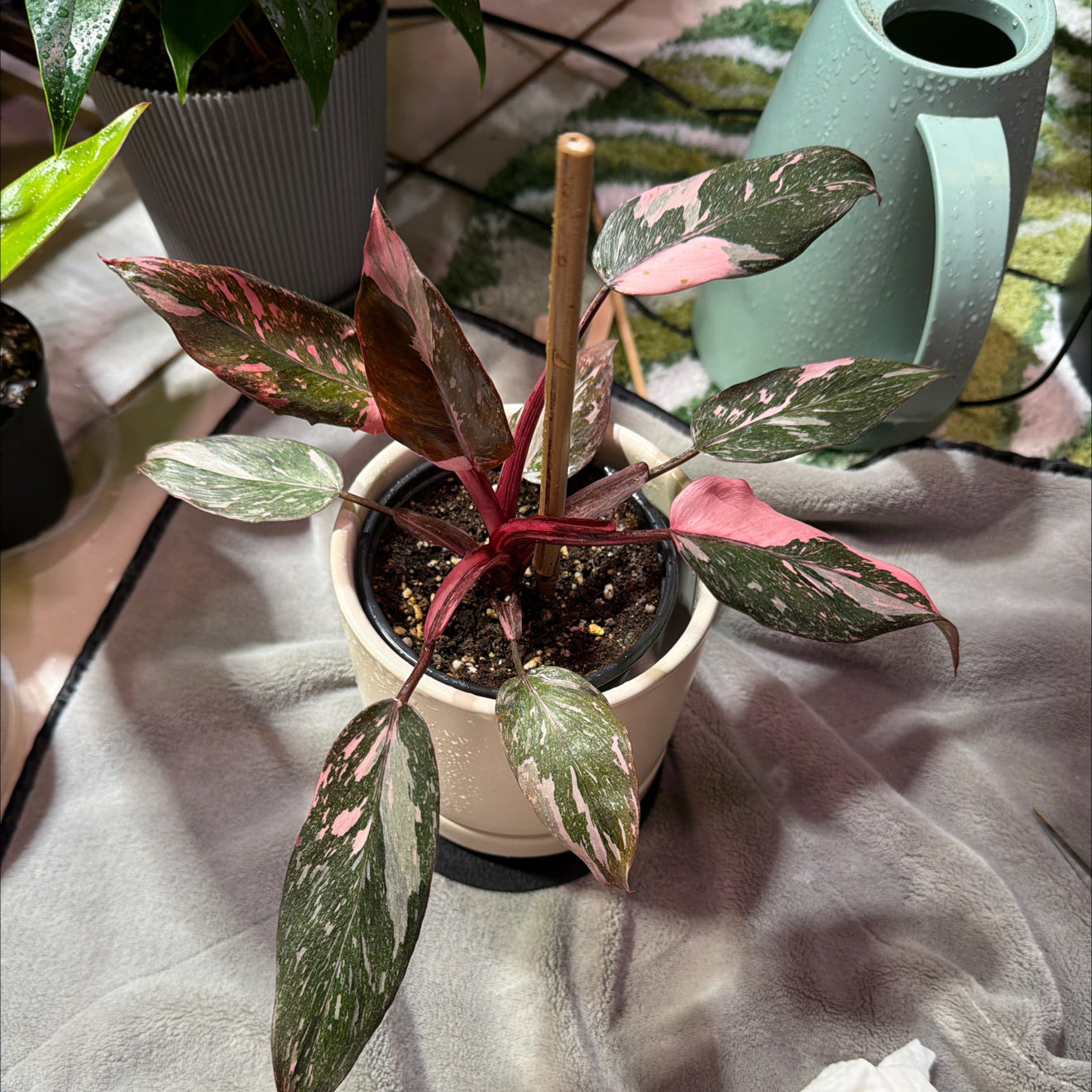 Photo of the plant species Pink Princess Galaxy by @FaultlessMayten named Stardust on Greg, the plant care app