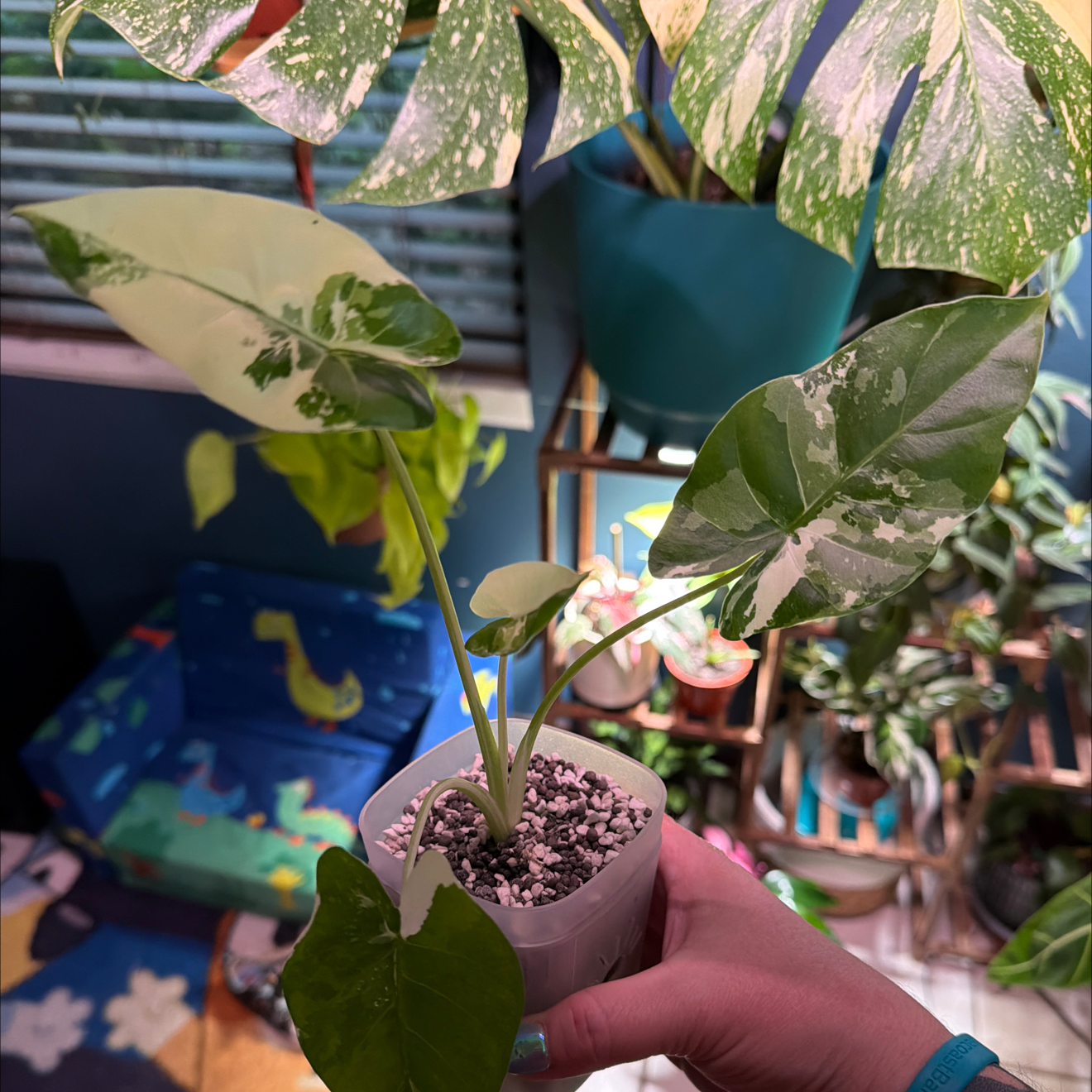 Photo of the plant species Variegated Alocasia by @FaultlessMayten named Curie on Greg, the plant care app