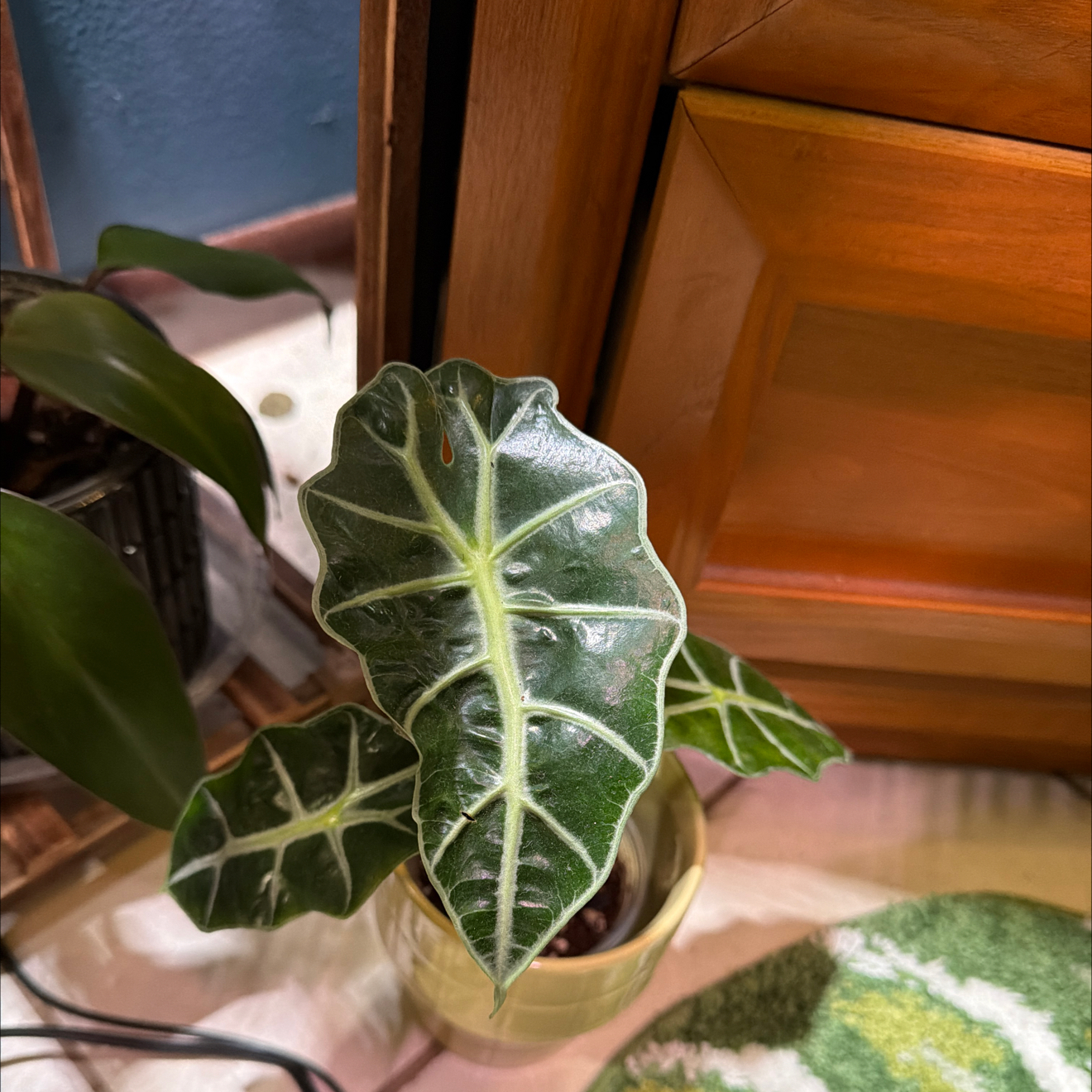 Photo of the plant species bambino arrow plant by @FaultlessMayten named Polly on Greg, the plant care app