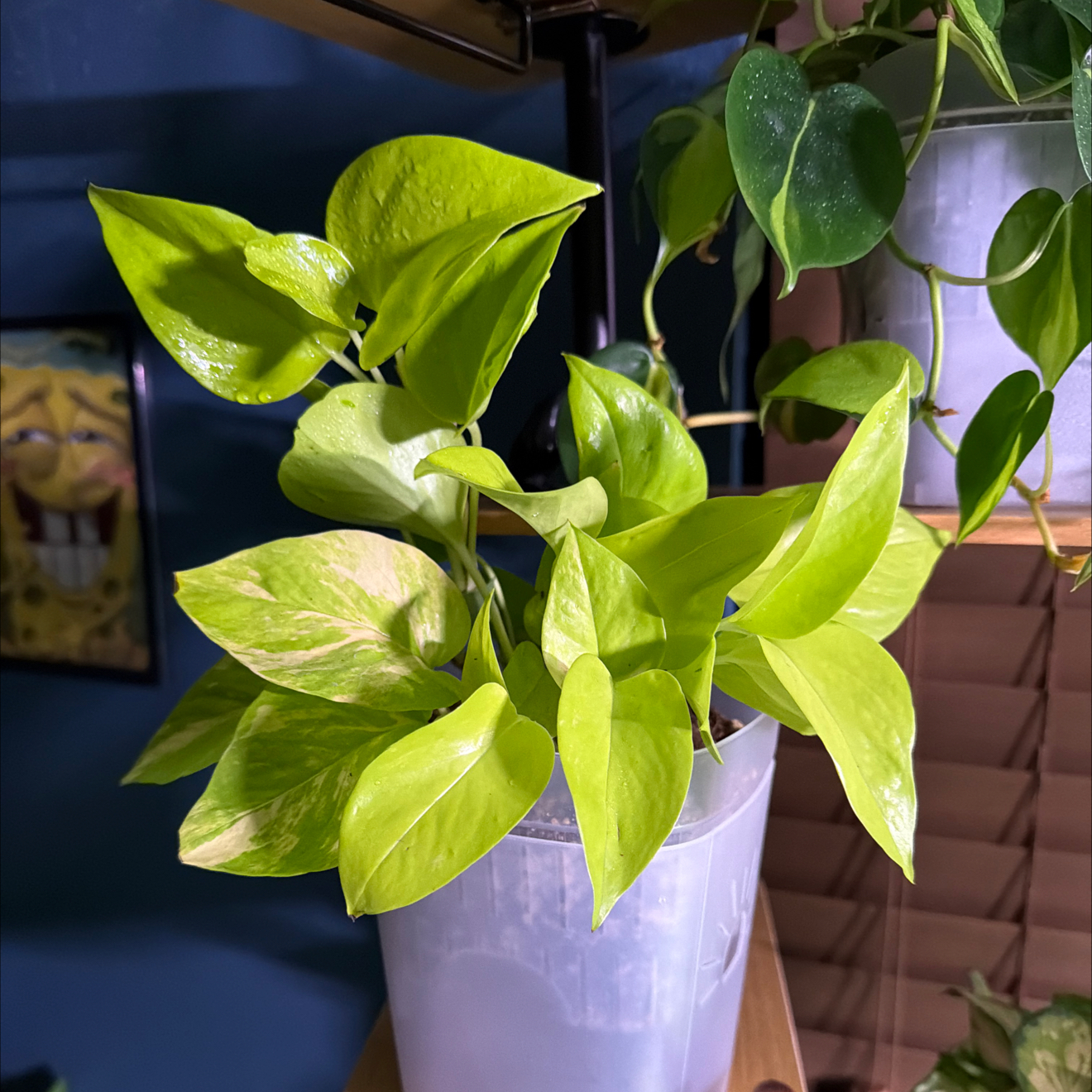 Photo of the plant species Variegated Neon Pothos by @FaultlessMayten named Aristotle on Greg, the plant care app