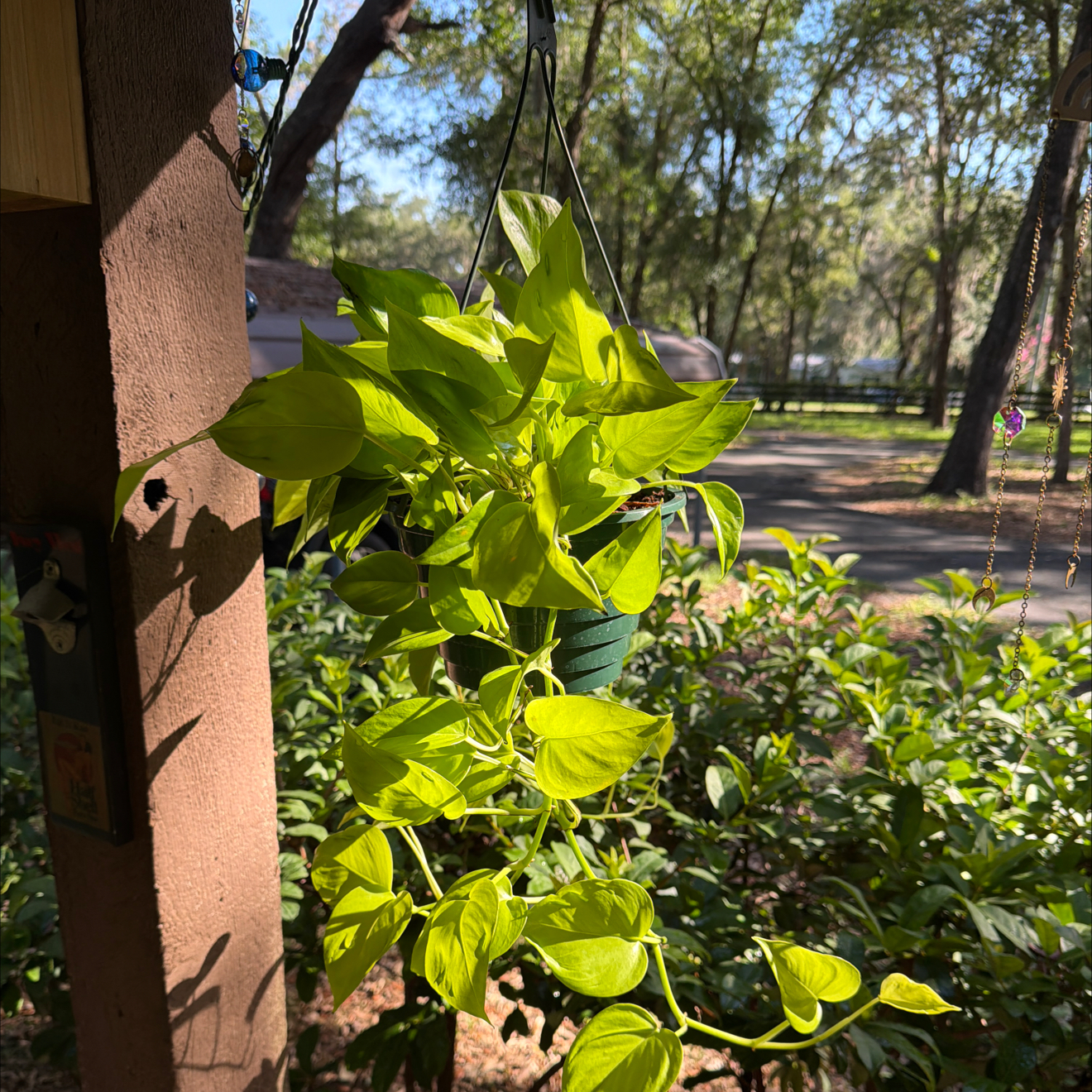 Photo of the plant species Teruno Champs-Elysees Pothos by @FaultlessMayten named Gregarious on Greg, the plant care app