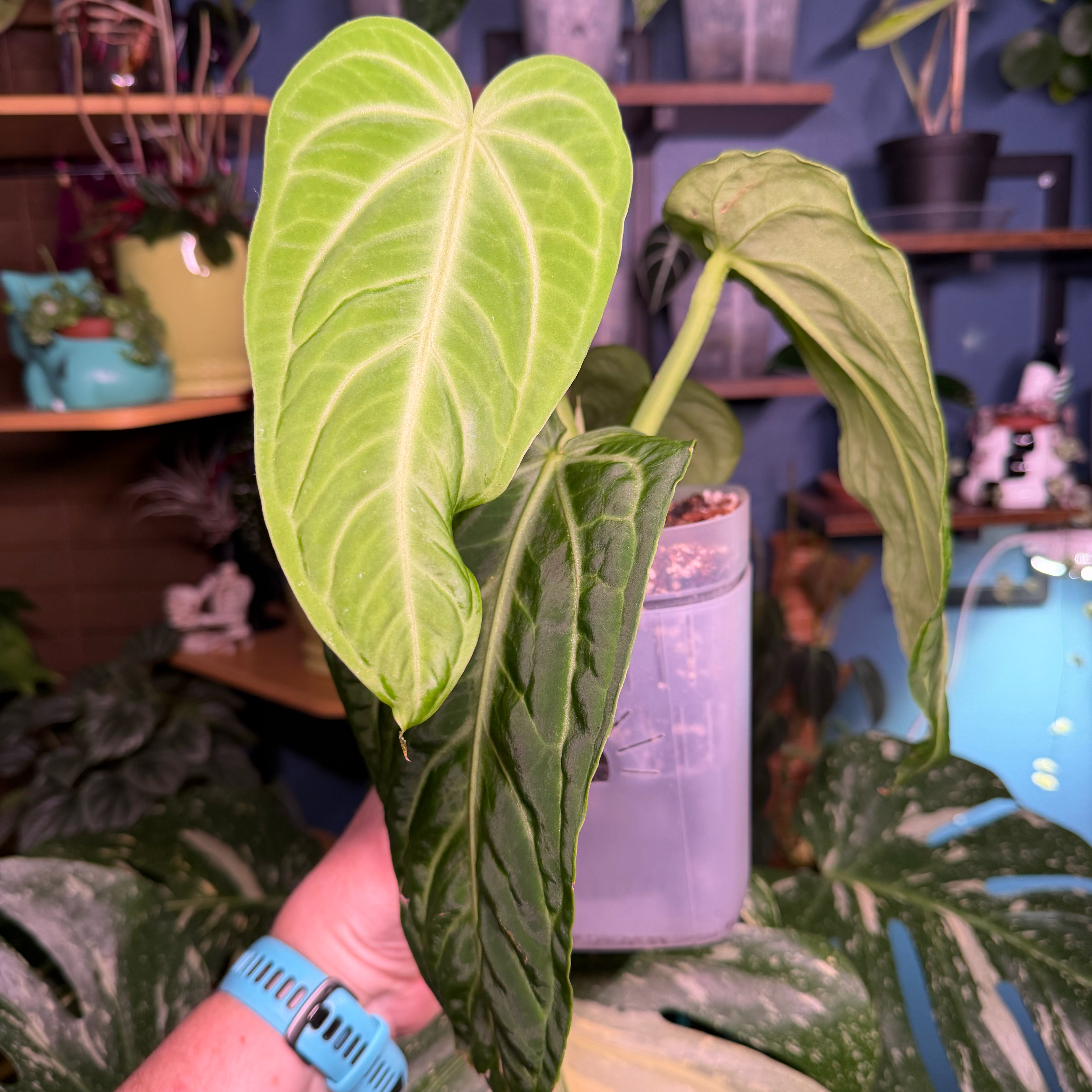 Photo of the plant species Anthurium ‘Villenaorum’ by @FaultlessMayten named Orwell on Greg, the plant care app