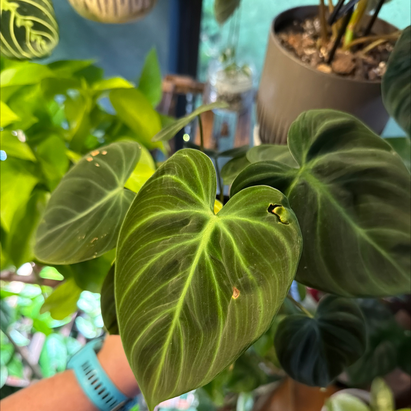 Photo of the plant species Philodendron El Choco Red by @FaultlessMayten named Oscar on Greg, the plant care app