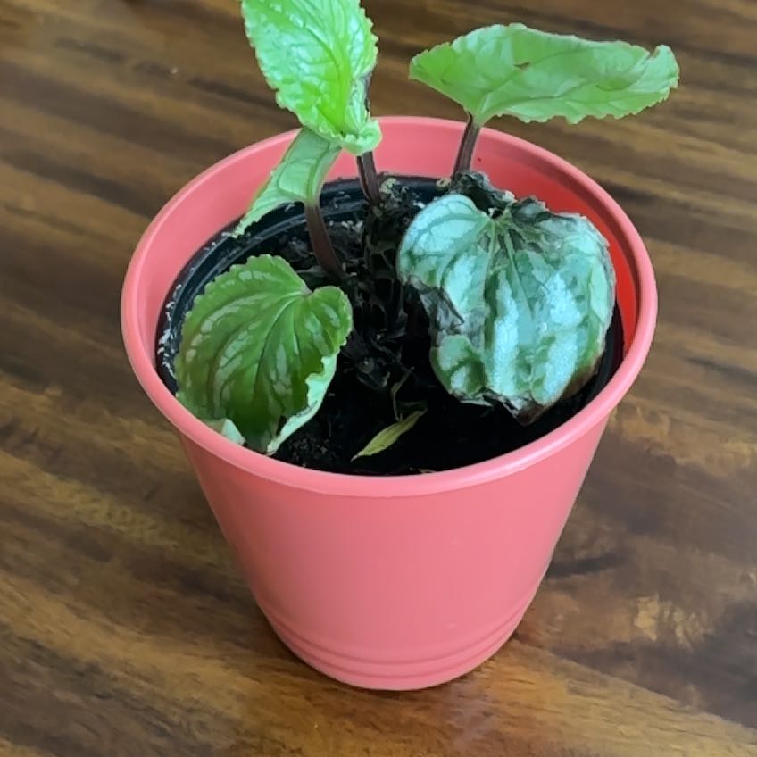 Photo of the plant species Peperomia Ecuador by @RoundNapaea49 named Sahara on Greg, the plant care app