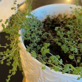 Photo of the plant species Miniature Daisy by @AmazingMint57 named Remington on Greg, the plant care app