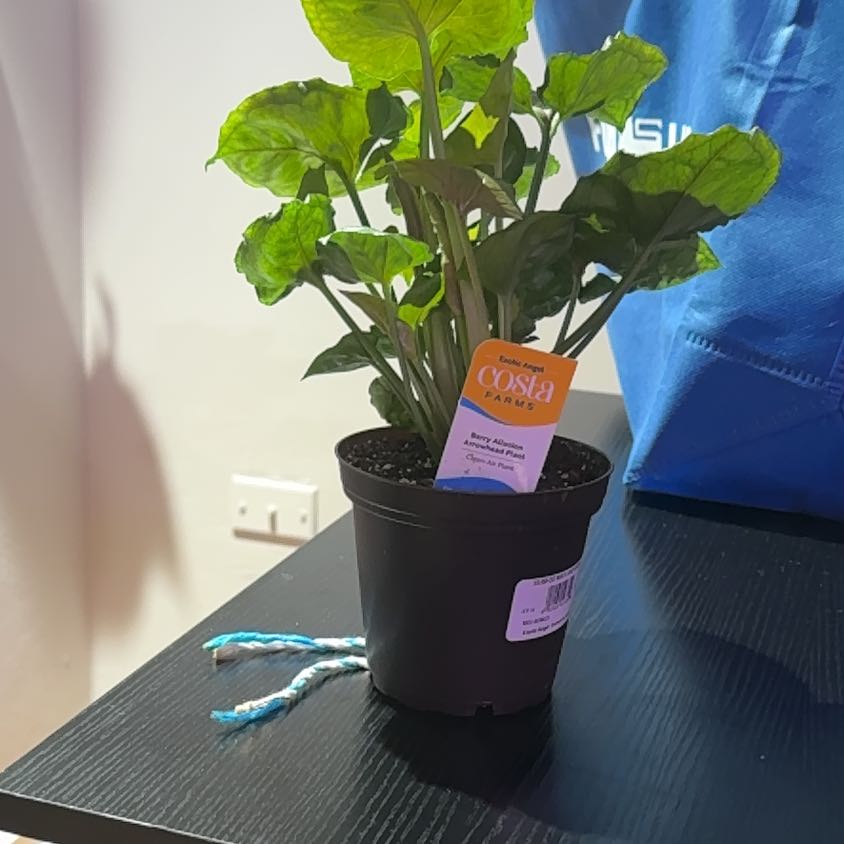 Photo of the plant species Berry Allusion Syngonium by @bbbymila named Rainier on Greg, the plant care app