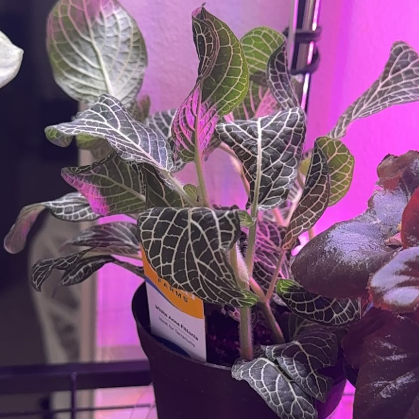 Photo of the plant species White Anne Nerve Plant by @bbbymila named Marley on Greg, the plant care app