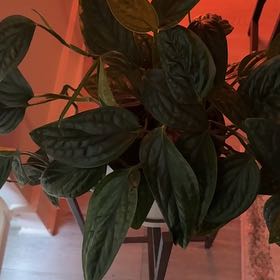 Photo of the plant species Bleeding Heart Vine by @bbbymila named Peter Parker on Greg, the plant care app