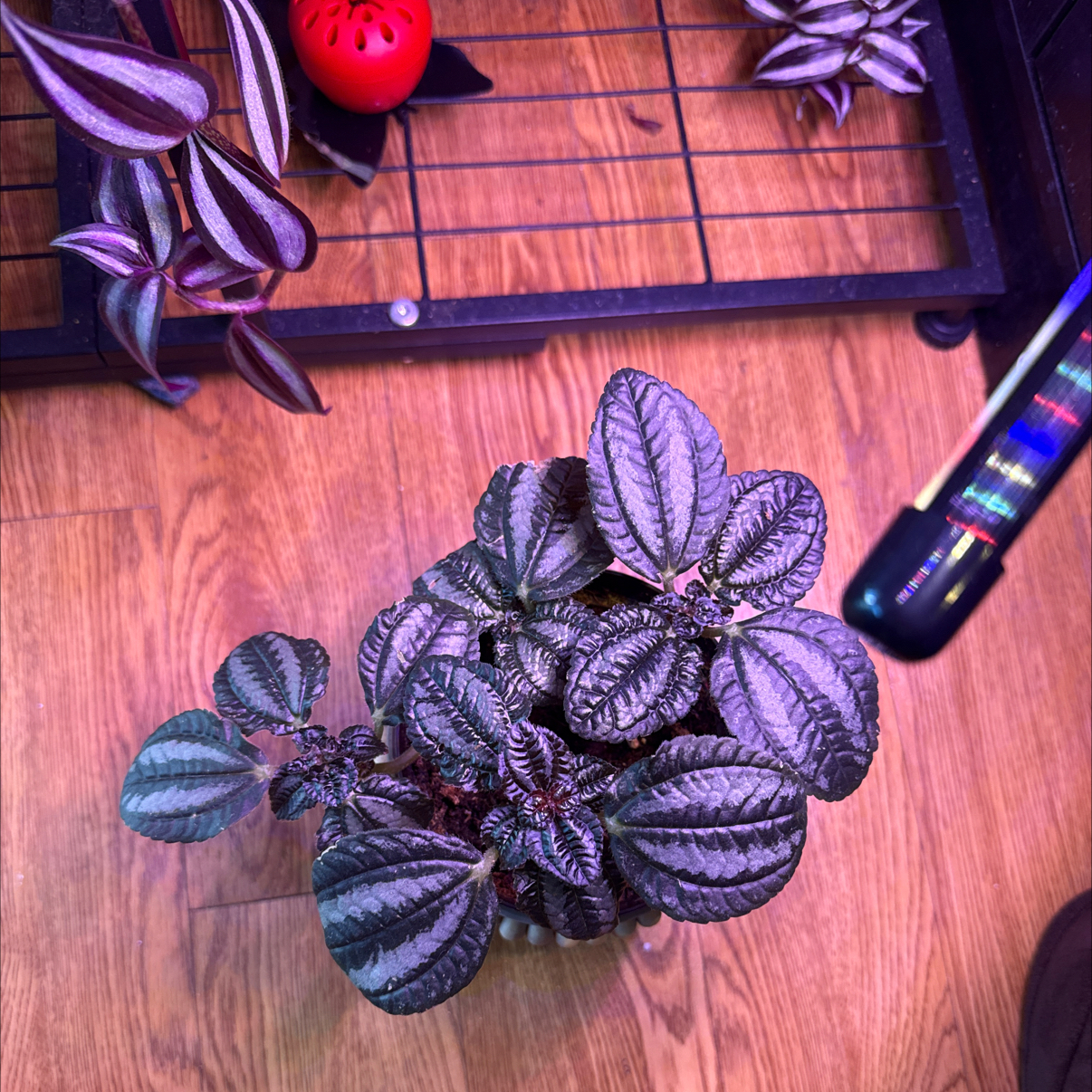Photo of the plant species Pilea by @bbbymila named Bella on Greg, the plant care app