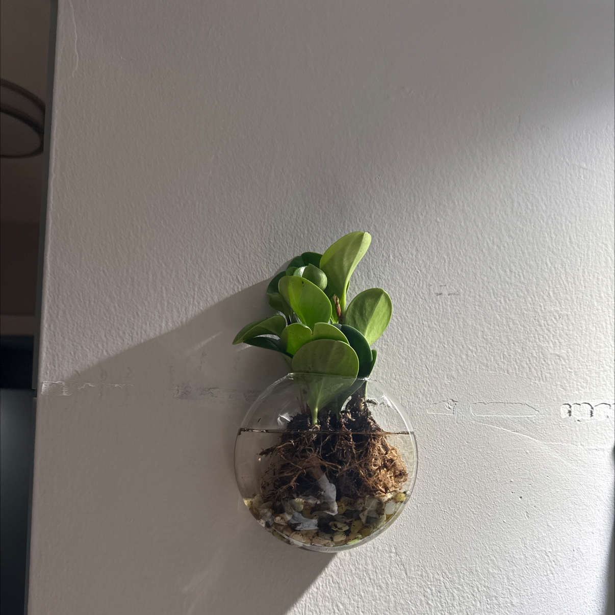 Photo of the plant species Peperomia Thailand by @bbbymila named Clooney on Greg, the plant care app