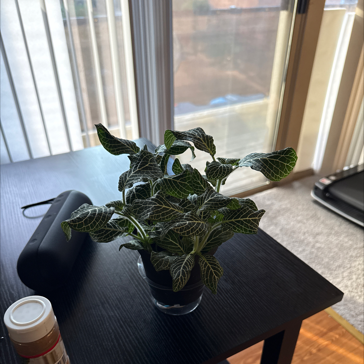 Photo of the plant species White Anne Nerve Plant by @bbbymila named Marley on Greg, the plant care app