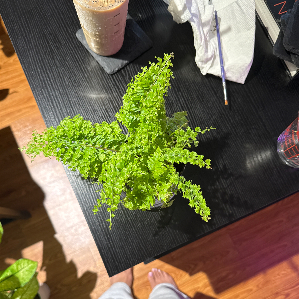 Photo of the plant species Green Fantasy Fern by @bbbymila named Emerson on Greg, the plant care app