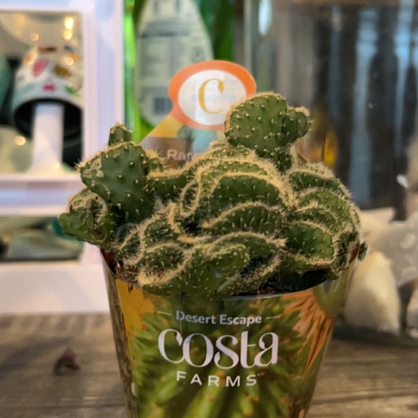 Photo of the plant species Tuna Cristata by @FairIcecaps55 named Cora on Greg, the plant care app
