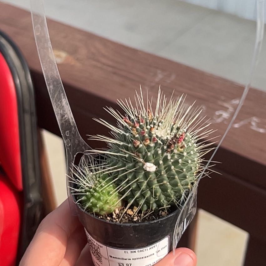 Photo of the plant species Mammillaria spinosissima 'Un Pico' by @FairIcecaps55 named Rof on Greg, the plant care app