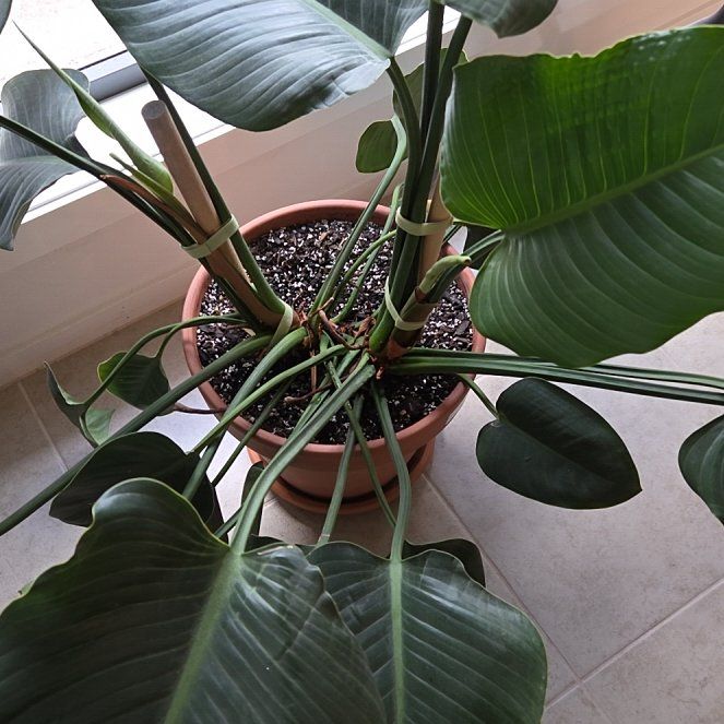 Photo of the plant species Green Princess by @HardyCosmobaby named Willow on Greg, the plant care app