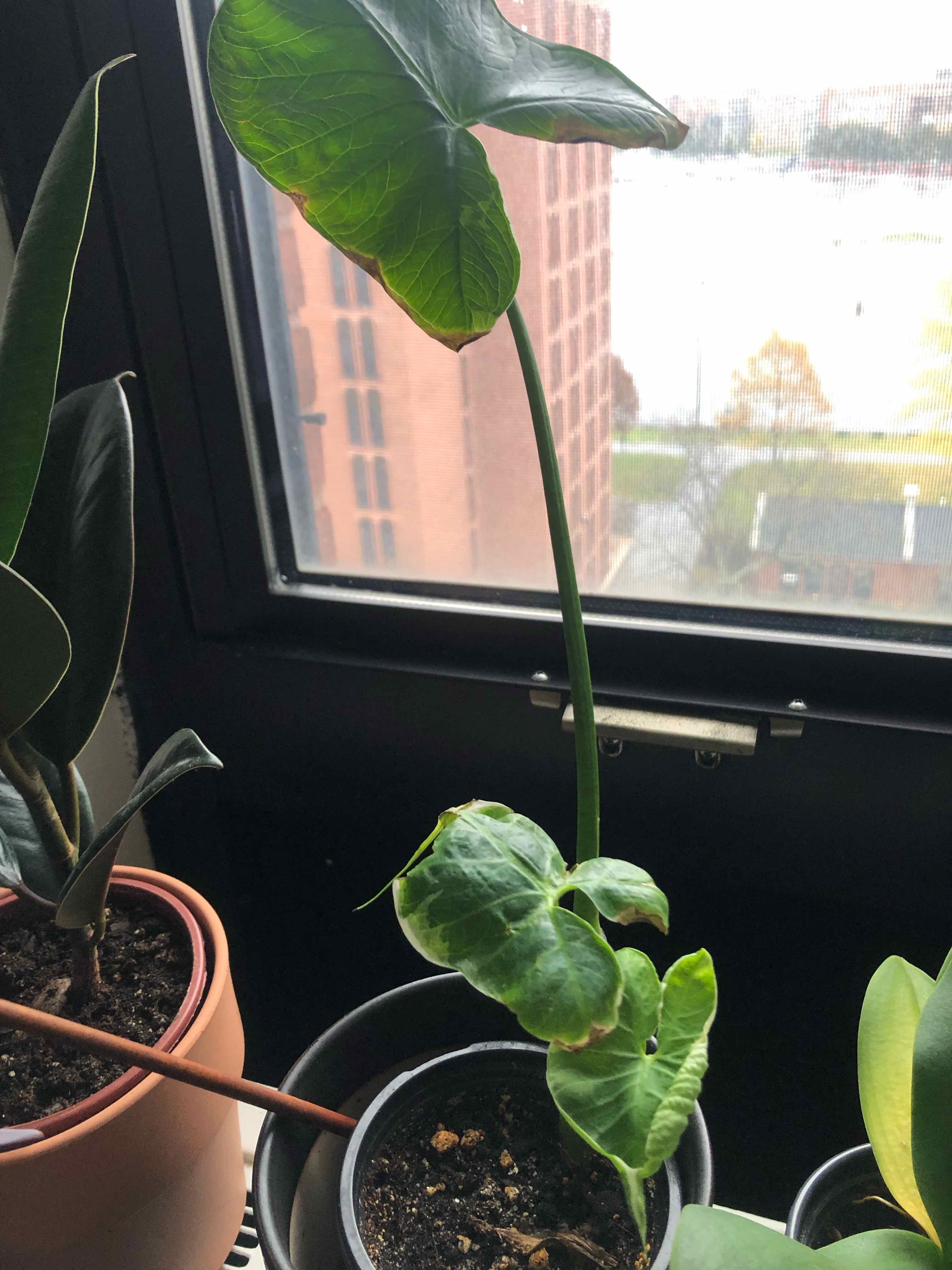 Mickey Mouse Taro plant indoors near a window, with large green leaves.