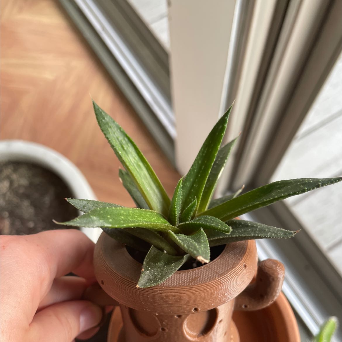 Photo of the plant species Haworthia angustifolia 'Baylissii' by @PearlyBird named Gyroid on Greg, the plant care app