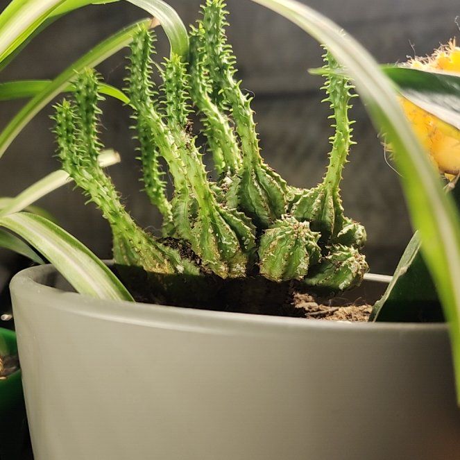 Photo of the plant species Euphorbia monstrose by @SageMandarin35 named Emerson on Greg, the plant care app