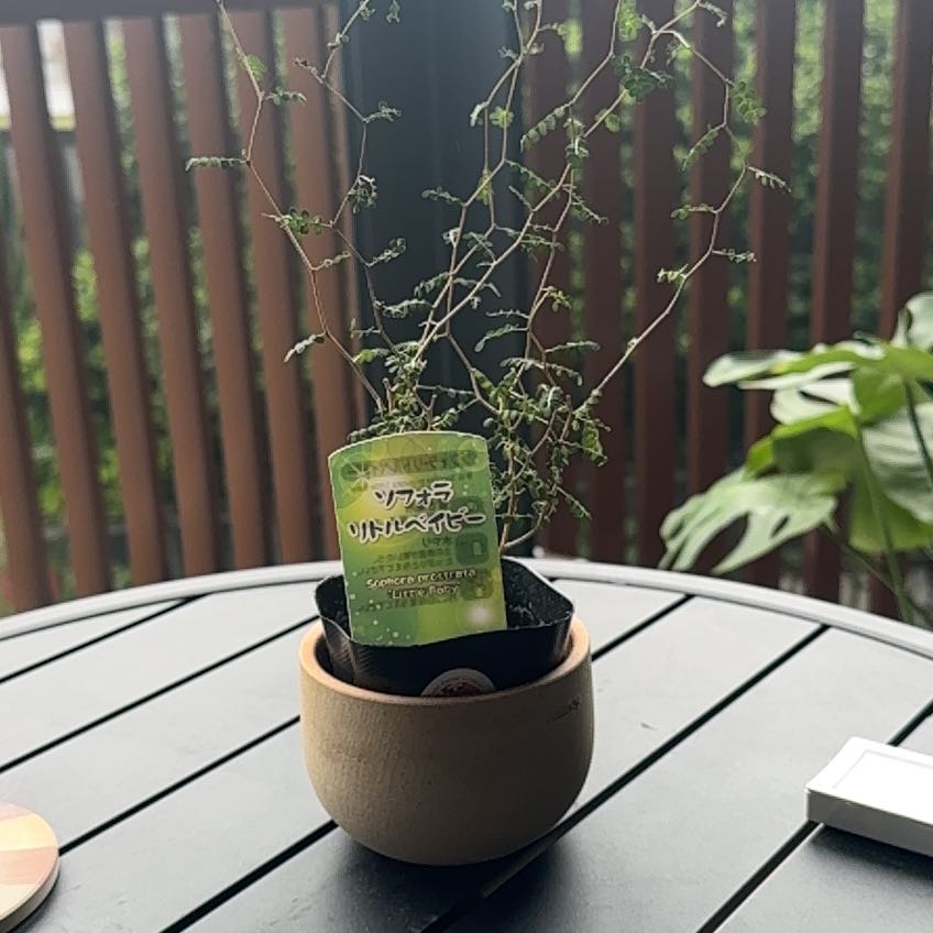 Photo of the plant species Kowhai by @TutorBluespruce named Athena on Greg, the plant care app