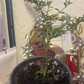 Photo of the plant species Bahama Berry by @ToughCat57 named Queen on Greg, the plant care app