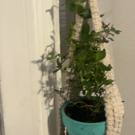 Photo of the plant species Peppermint by @ToughCat57 named Willow on Greg, the plant care app