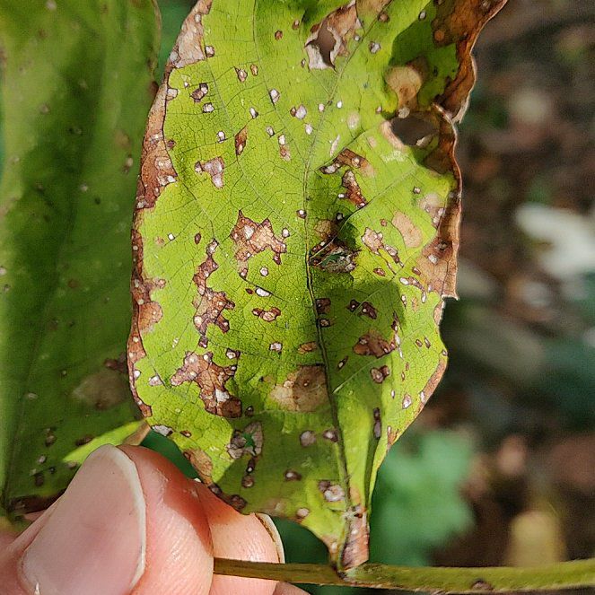 Photo of the plant species Chinkapin Oak by @AffluentSalad22 named Sproutacus on Greg, the plant care app