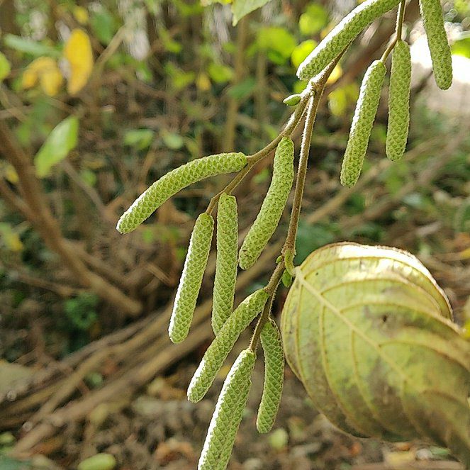 Photo of the plant species American Hazelnut by @AffluentSalad22 named Terra on Greg, the plant care app