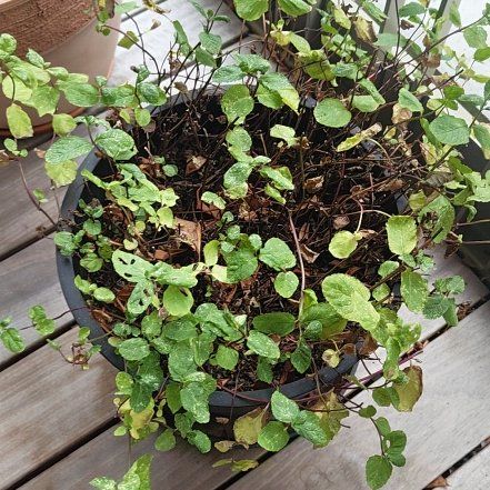 Photo of the plant species Moroccan Mint by @GoldLilac74 named Wall-E on Greg, the plant care app
