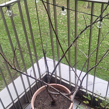Photo of the plant species Patio Almond by @GoldLilac74 named Bodhi on Greg, the plant care app