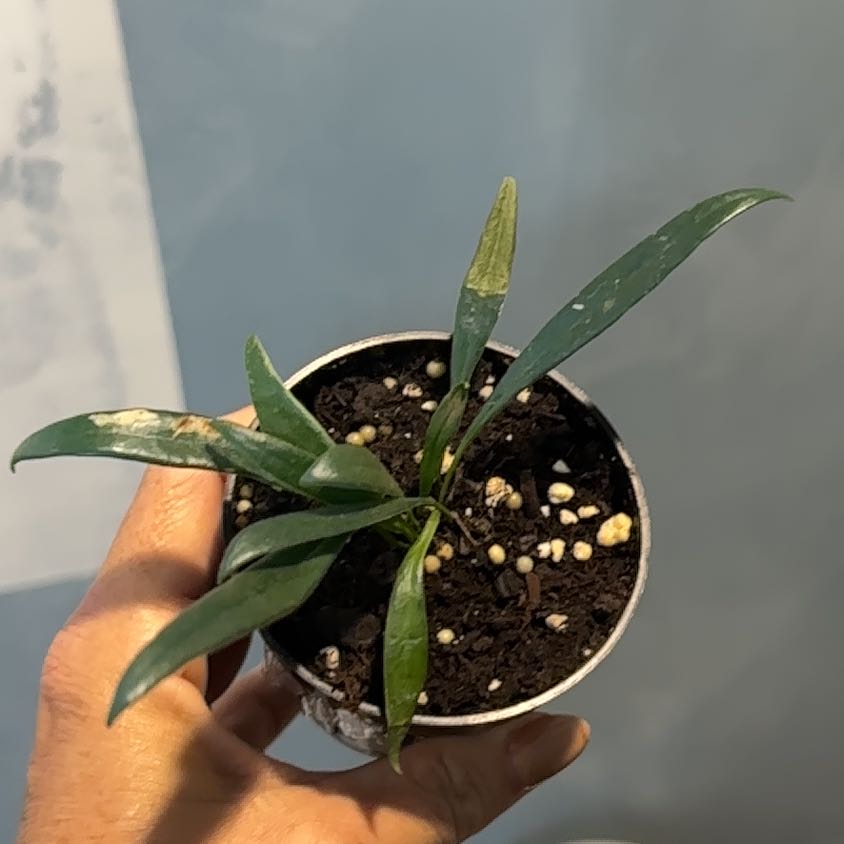 Photo of the plant species Blue Oil Fern by @CivicBluesage67 named Gaga on Greg, the plant care app