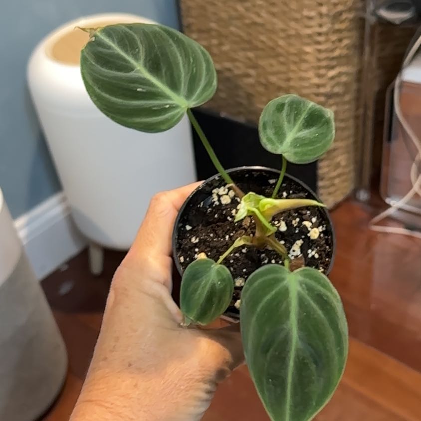 Photo of the plant species Philodendron El Choco Red by @CivicBluesage67 named Mando on Greg, the plant care app