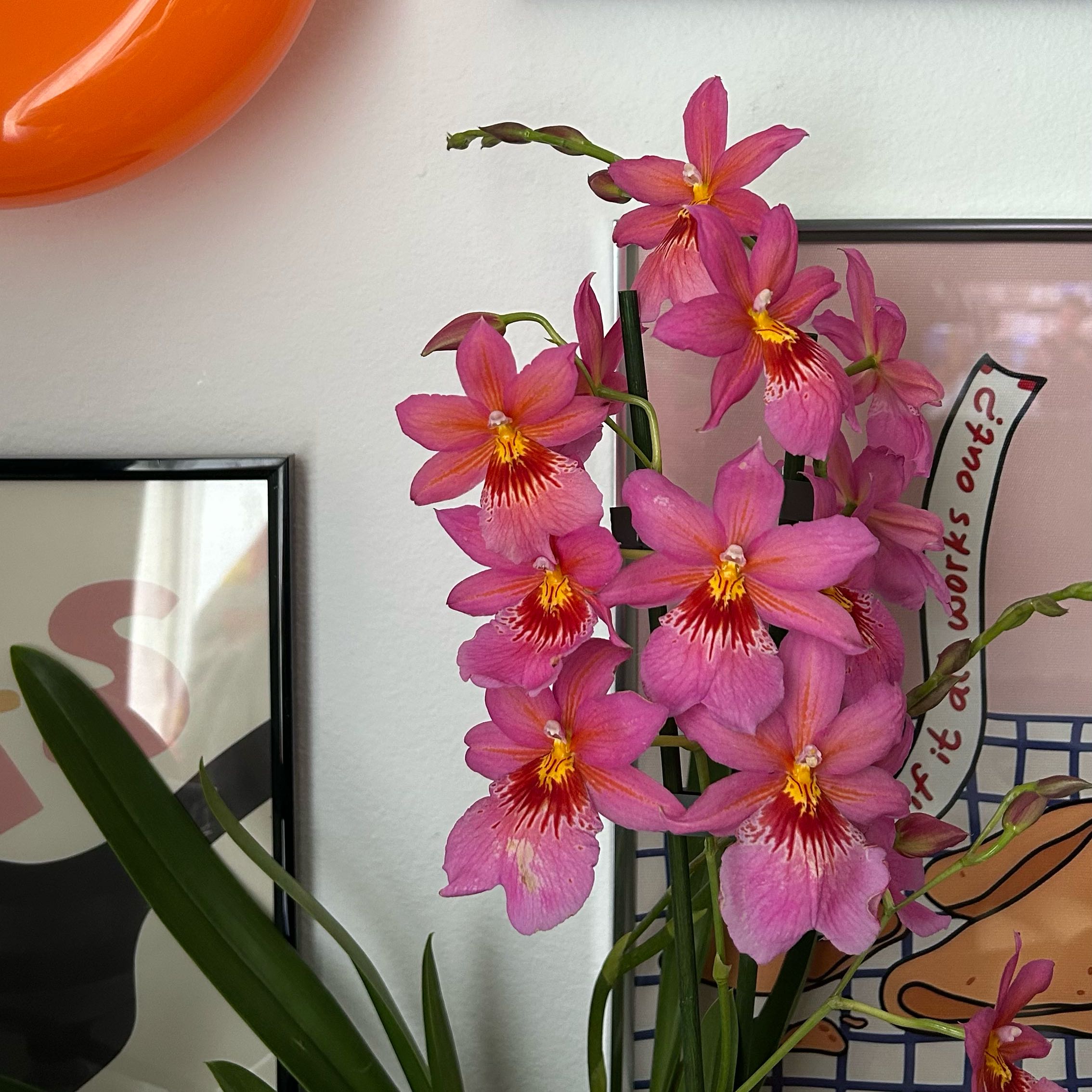 Photo of the plant species Orchid by @giu.dolcini named Dolores on Greg, the plant care app