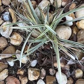 Photo of the plant species Kali tragus by @SpeedyBlueech named ChloroPhil on Greg, the plant care app