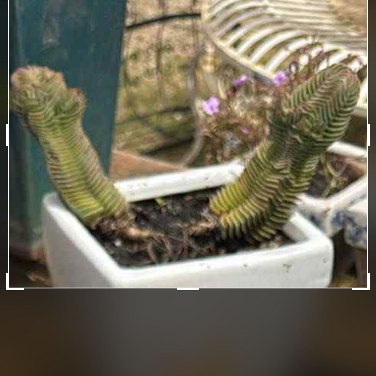 Photo of the plant species Crasusula buddha's temple by @LovelyCowpea66 named Peter Parker on Greg, the plant care app