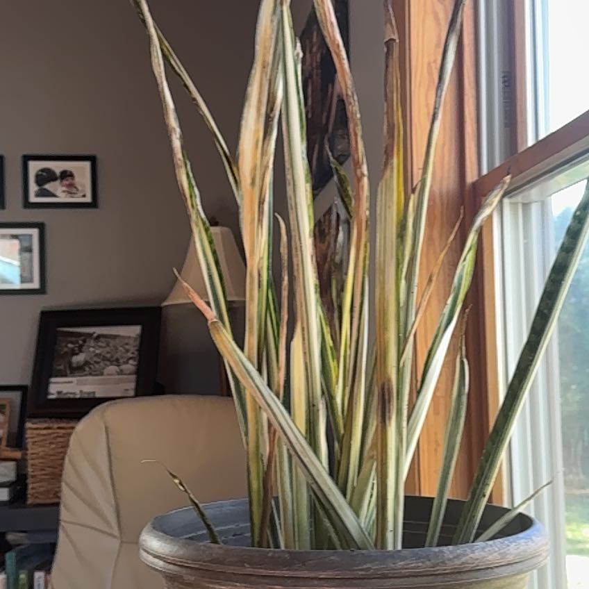 Photo of the plant species Snake Plant by @HotPilea33 named Luna on Greg, the plant care app
