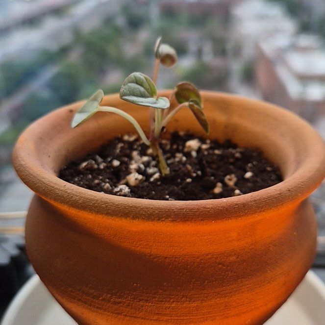 Photo of the plant species Peperomia 'Napoli Nights' by @Abood named Pepper on Greg, the plant care app