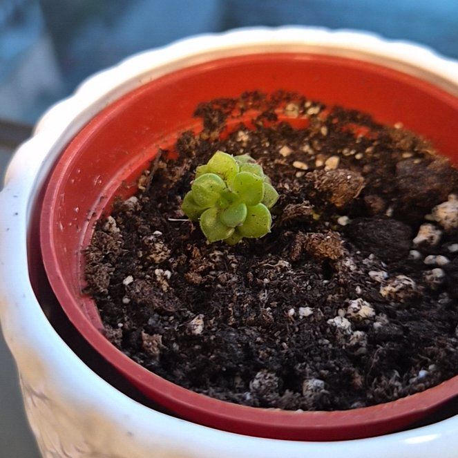 Photo of the plant species Echeveria 'Grey Red' by @Abood named McKinley on Greg, the plant care app