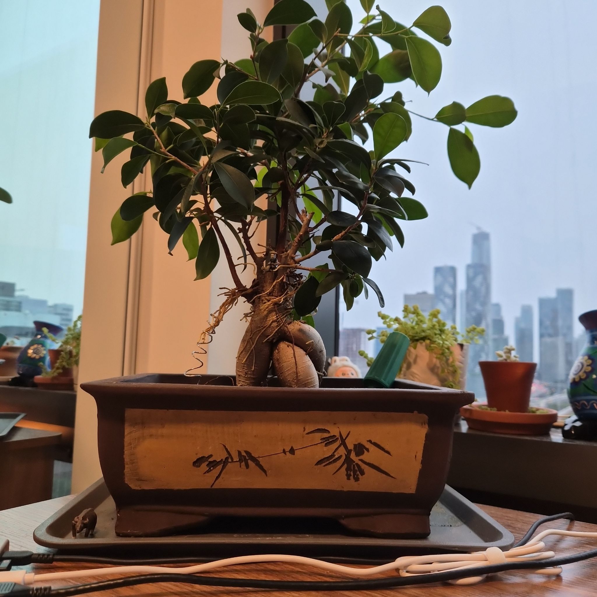 Bonzimas McFicus