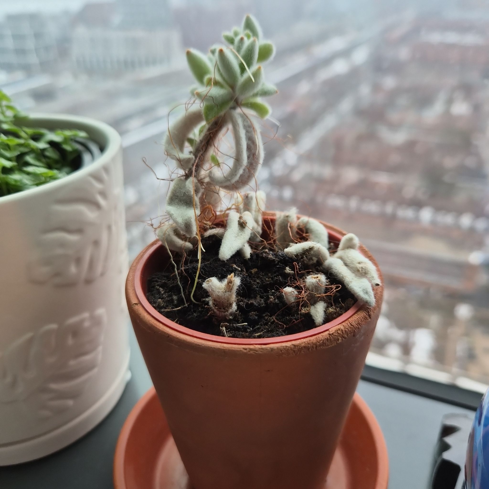 Photo of the plant species Snow White Panda Plant by @Abood named Pingus on Greg, the plant care app