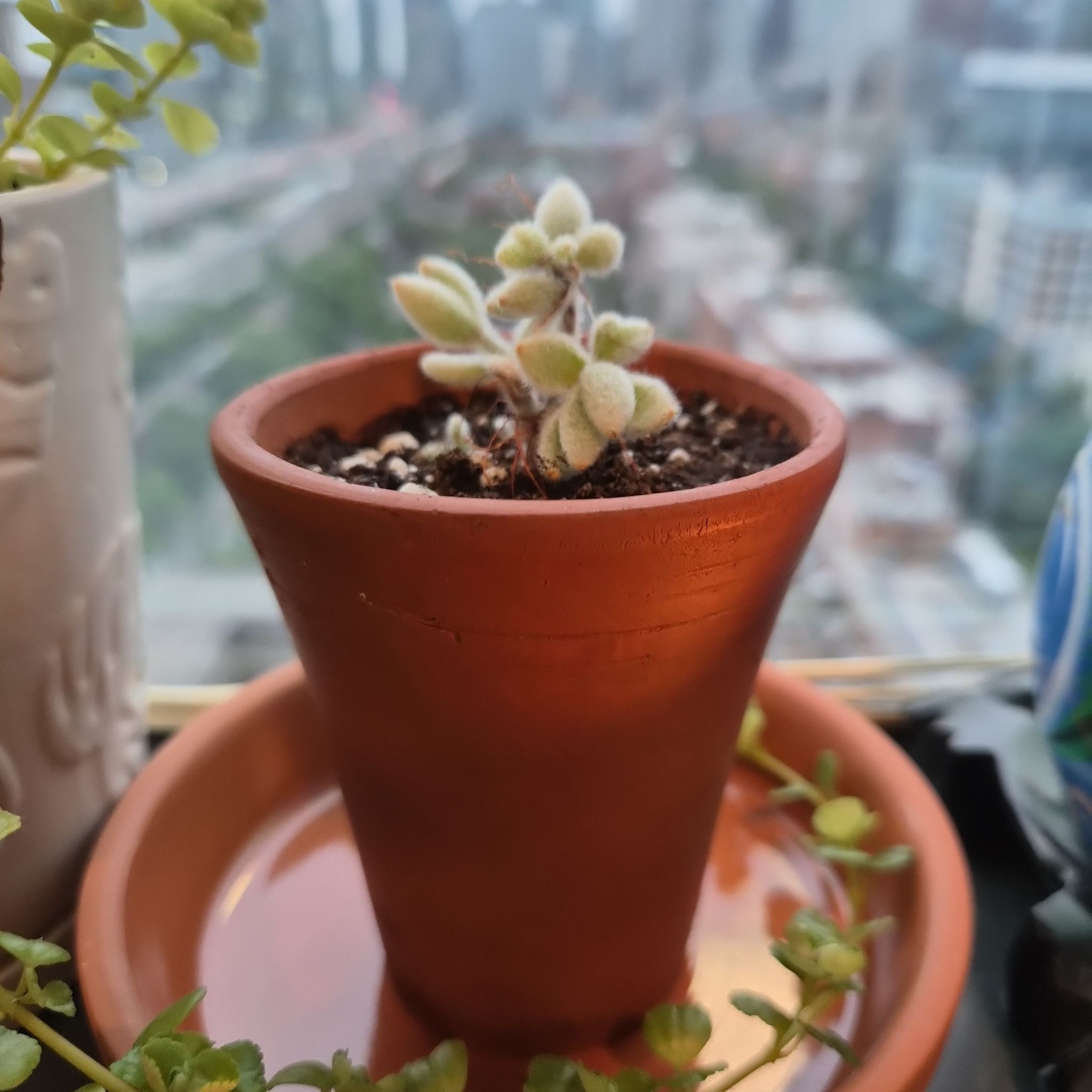 Photo of the plant species Snow White Panda Plant by @Abood named Pingus on Greg, the plant care app