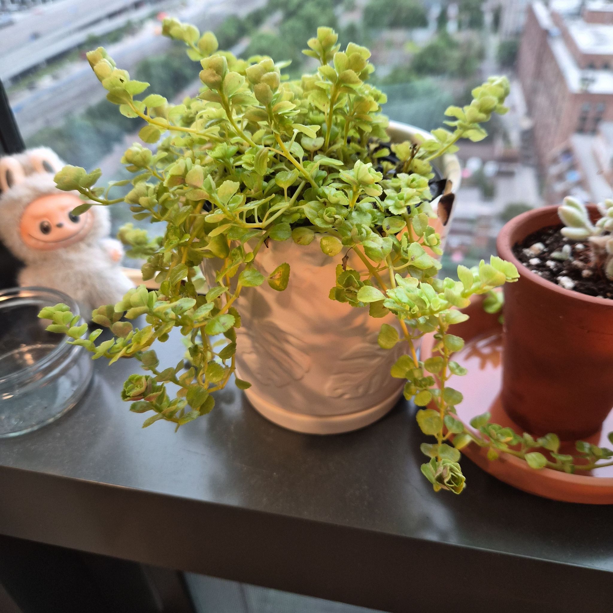 Photo of the plant species Opposite-Leaved Golden Saxifrage by @Abood named Creeper on Greg, the plant care app