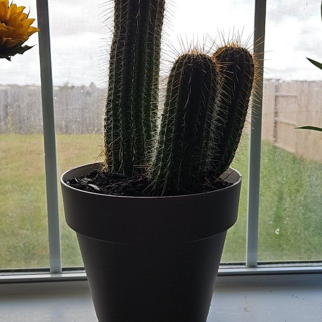 Photo of the plant species Trumpet Flower Cactus by @ProOrpine33 named Ulysses S Plant on Greg, the plant care app