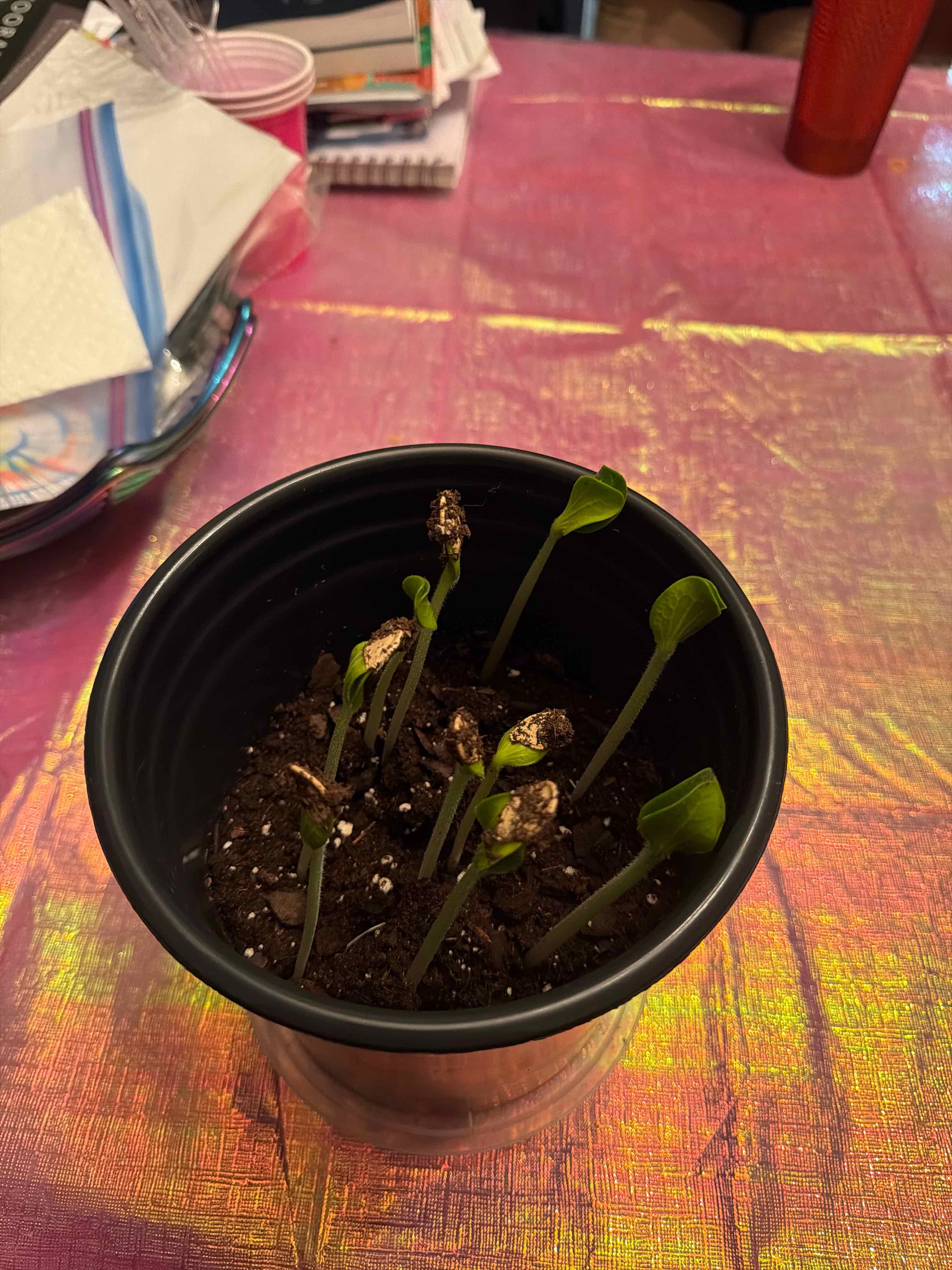 Photo of the plant species Pumpkin by @ElatedKalopanax named Pax on Greg, the plant care app