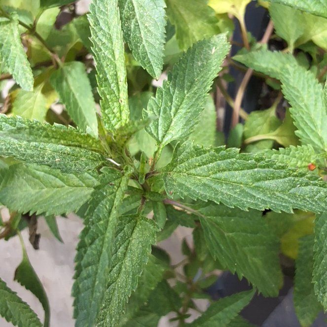 Photo of the plant species Ramgoat Dashalong by @ChampRockfig80 named Fernie Mac on Greg, the plant care app