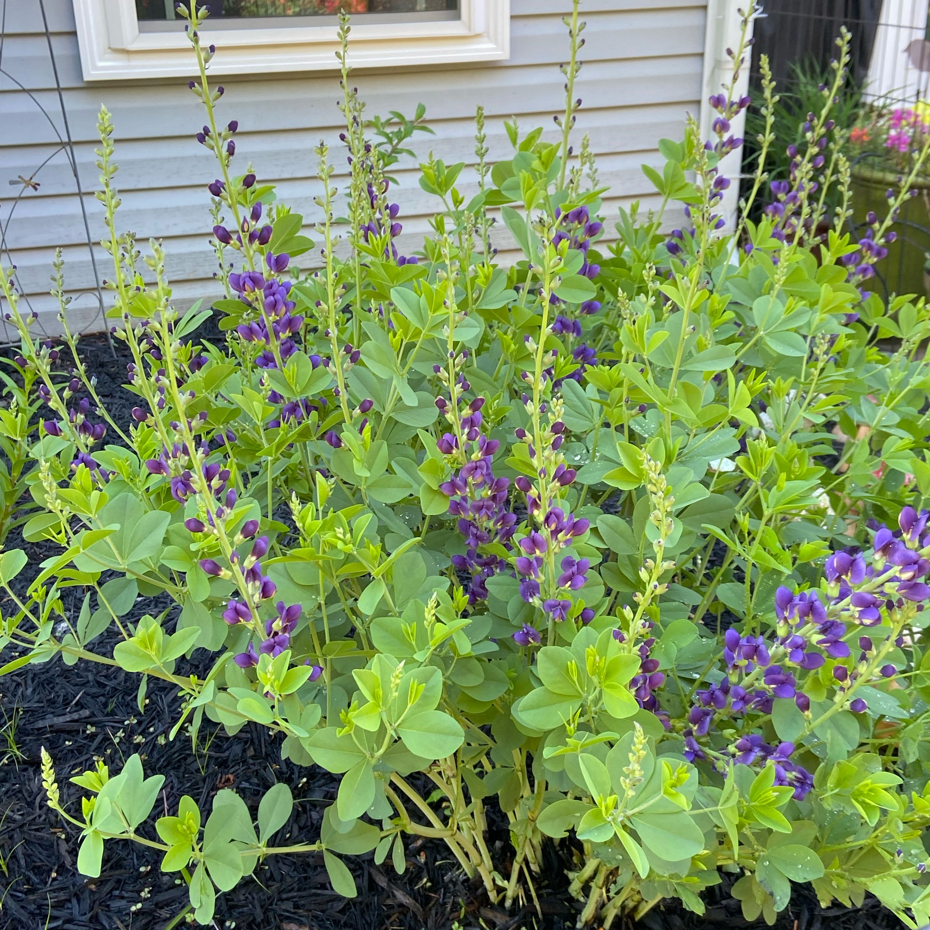 Photo of the plant species Blue Wild Indigo by @MightyStarlotus named Prince on Greg, the plant care app